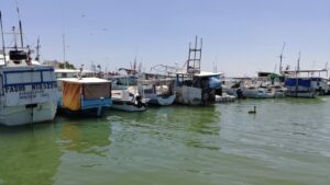 Exportadores refuerzan medidas contra el “huachipulpo”