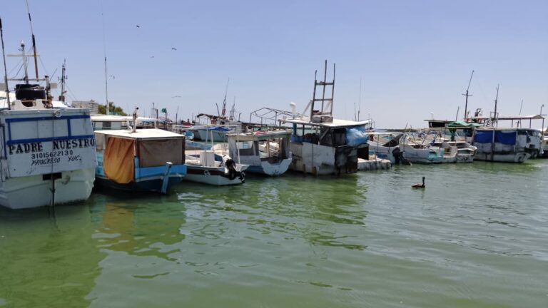 Empreasrios combaten el huachipulpo